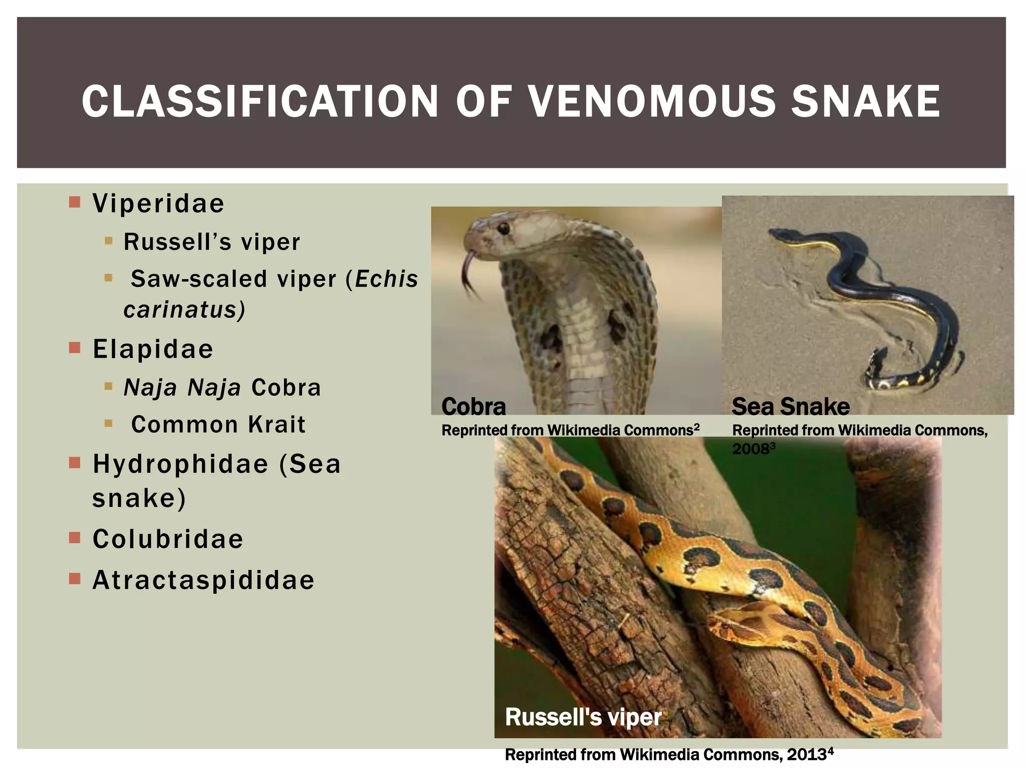 Image showcasing Snake bites - Neglected Disease | PPT