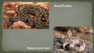 Russell’s viper
Hump nosed viper
 