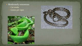  Moderately venomous
 Cat snake
 Green-pit viper
 
