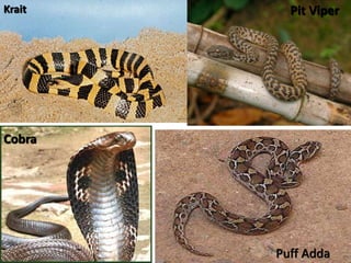 Snakebites in Tanzania | PPTX
