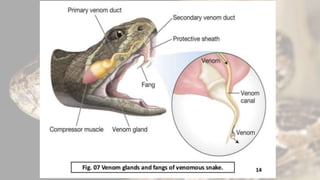 Snake bite and its management by first aid and antivenom | PPTX
