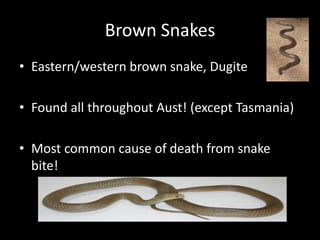 Brown Snakes
• Eastern/western brown snake, Dugite
• Found all throughout Aust! (except Tasmania)
• Most common cause of death from snake
bite!
 