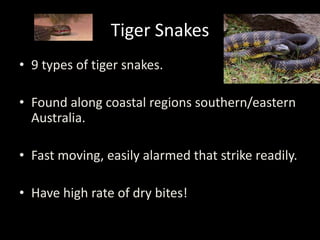 Tiger Snakes
• 9 types of tiger snakes.
• Found along coastal regions southern/eastern
Australia.
• Fast moving, easily alarmed that strike readily.
• Have high rate of dry bites!
 