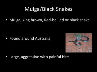 Mulga/Black Snakes
• Mulga, king brown, Red-bellied or black snake
• Found around Australia
• Large, aggressive with painful bite
 