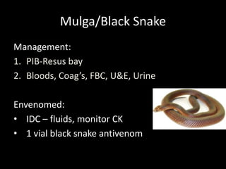 Mulga/Black Snake
Management:
1. PIB-Resus bay
2. Bloods, Coag’s, FBC, U&E, Urine
Envenomed:
• IDC – fluids, monitor CK
• 1 vial black snake antivenom
 