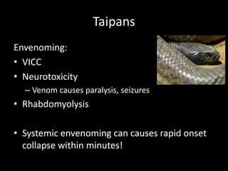 Taipans
Envenoming:
• VICC
• Neurotoxicity
– Venom causes paralysis, seizures
• Rhabdomyolysis
• Systemic envenoming can causes rapid onset
collapse within minutes!
 