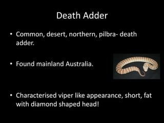 Death Adder
• Common, desert, northern, pilbra- death
adder.
• Found mainland Australia.
• Characterised viper like appearance, short, fat
with diamond shaped head!
 