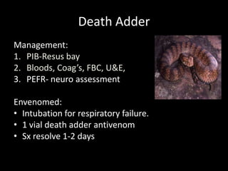 Death Adder
Management:
1. PIB-Resus bay
2. Bloods, Coag’s, FBC, U&E,
3. PEFR- neuro assessment
Envenomed:
• Intubation for respiratory failure.
• 1 vial death adder antivenom
• Sx resolve 1-2 days
 