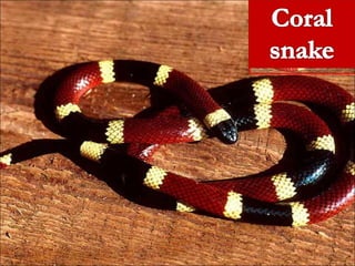 Snake Bite Cod Snake bite and its management | PPT