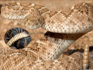 Snake Bite Cod Snake bite and its management | PPT