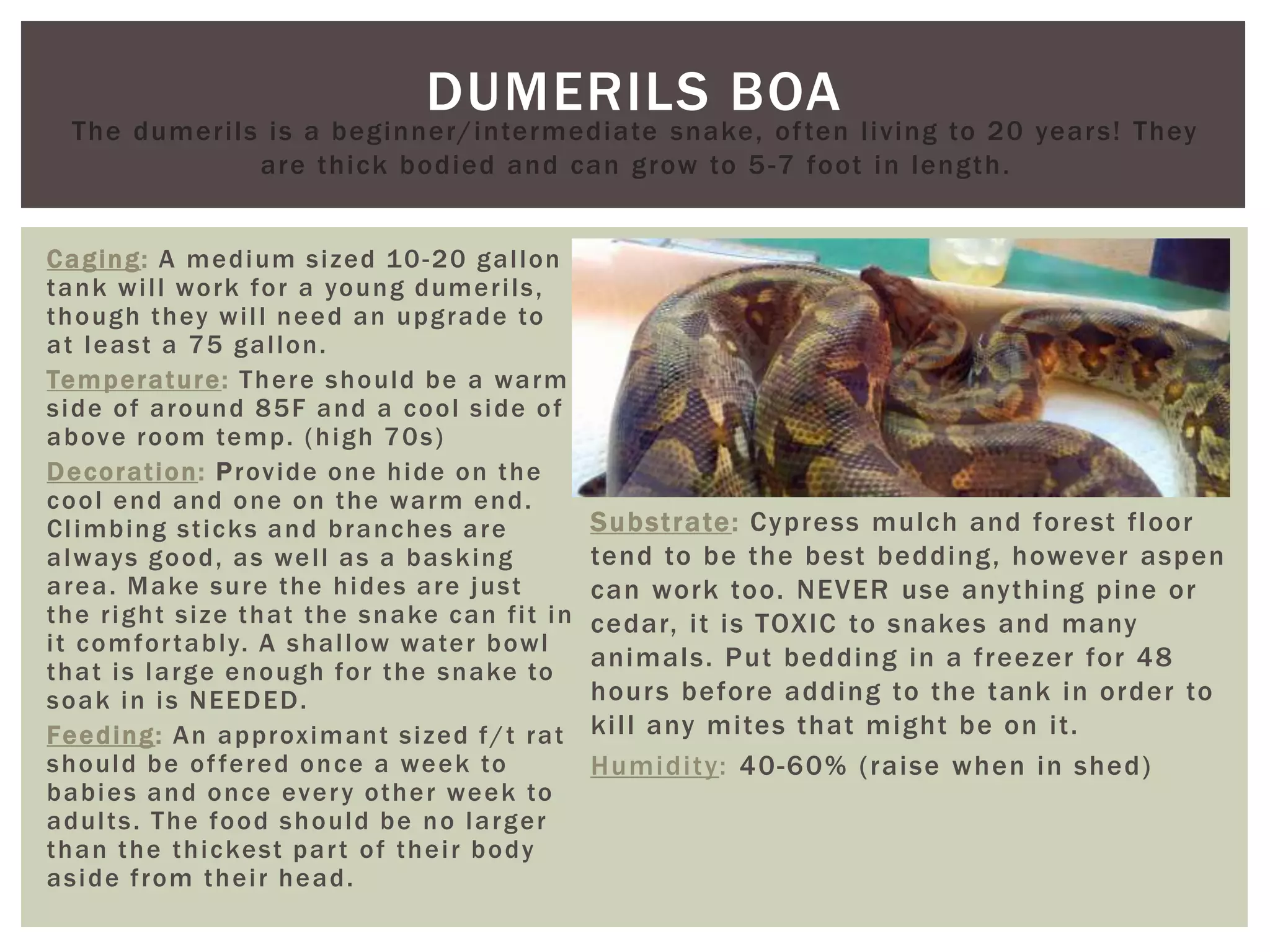 Curated visual reference: Reptile Care Sheet Photo Inspiration