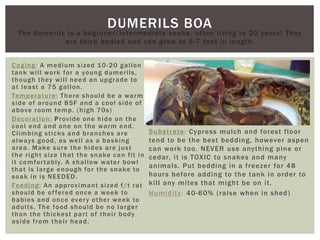 DUMERILS BOA
The dumerils is a beginner/intermediate snake, often living to 20 years! They
are thick bodied and can grow to 5-7 foot in length.
Caging: A medium sized 10-20 gallon
tank will work for a young dumerils,
though they will need an upgrade to
at least a 75 gallon.
Temperature: There should be a warm
side of around 85F and a cool side of
above room temp. (high 70s)
Decoration: Provide one hide on the
cool end and one on the warm end.
Climbing sticks and branches are
always good, as well as a basking
area. Make sure the hides are just
the right size that the snake can fit in
it comfortably. A shallow water bowl
that is large enough for the snake to
soak in is NEEDED.
Feeding: An approximant sized f/t rat
should be offered once a week to
babies and once every other week to
adults. The food should be no larger
than the thickest part of their body
aside from their head.
Substrate: Cypress mulch and forest floor
tend to be the best bedding, however aspen
can work too. NEVER use anything pine or
cedar, it is TOXIC to snakes and many
animals. Put bedding in a freezer for 48
hours before adding to the tank in order to
kill any mites that might be on it.
Humidity: 40-60% (raise when in shed)
 