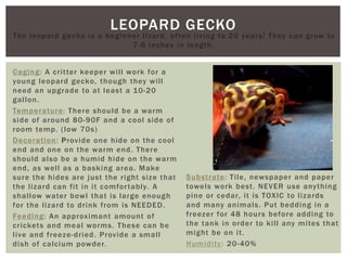 LEOPARD GECKO
The leopard gecko is a beginner lizard, often living to 20 years! They can grow to
7-8 inches in length.
Caging: A critter keeper will work for a
young leopard gecko, though they will
need an upgrade to at least a 10-20
gallon.
Temperature: There should be a warm
side of around 80-90F and a cool side of
room temp. (low 70s)
Decoration: Provide one hide on the cool
end and one on the warm end. There
should also be a humid hide on the warm
end, as well as a basking area. Make
sure the hides are just the right size that
the lizard can fit in it comfortably. A
shallow water bowl that is large enough
for the lizard to drink from is NEEDED.
Feeding: An approximant amount of
crickets and meal worms. These can be
live and freeze-dried. Provide a small
dish of calcium powder.
Substrate: Tile, newspaper and paper
towels work best. NEVER use anything
pine or cedar, it is TOXIC to lizards
and many animals. Put bedding in a
freezer for 48 hours before adding to
the tank in order to kill any mites that
might be on it.
Humidity: 20-40%
 