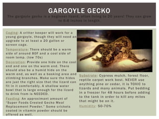 GARGOYLE GECKO
The gargoyle gecko is a beginner lizard, often living to 20 years! They can grow
to 6-8 inches in length.
Caging: A critter keeper will work for a
young gargoyle, though they will need an
upgrade to at least a 20 gallon or
screen cage.
Temperature: There should be a warm
side of around 80F and a cool side of
room temp. (low 70s)
Decoration: Provide one hide on the cool
end and one on the warm end. There
should also be a humid hide on the
warm end, as well as a basking area and
climbing branches. Make sure the hides
are just the right size that the lizard can
fit in it comfortably. A shallow water
bowl that is large enough for the lizard
to drink from is NEEDED.
Feeding: An approximant amount of
“Super Foods Crested Gecko Meal
Replacement Powder.” Some crickets
coated in vitamin powder should be
offered as well.
Substrate: Cypress mulch, forest floor,
reptile carpet work best. NEVER use
anything pine or cedar, it is TOXIC to
lizards and many animals. Put bedding
in a freezer for 48 hours before adding
to the tank in order to kill any mites
that might be on it.
Humidity: 50-70%
 