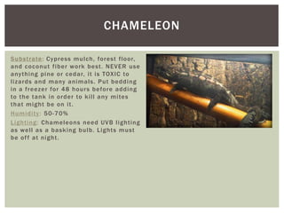 CHAMELEON
Substrate: Cypress mulch, forest floor,
and coconut fiber work best. NEVER use
anything pine or cedar, it is TOXIC to
lizards and many animals. Put bedding
in a freezer for 48 hours before adding
to the tank in order to kill any mites
that might be on it.
Humidity: 50-70%
Lighting: Chameleons need UVB lighting
as well as a basking bulb. Lights must
be off at night.
 
