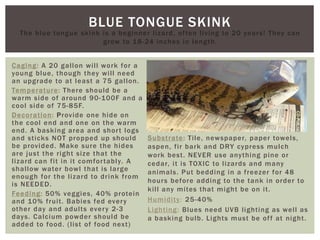 BLUE TONGUE SKINK
The blue tongue skink is a beginner lizard, often living to 20 years! They can
grow to 18-24 inches in length.
Caging: A 20 gallon will work for a
young blue, though they will need
an upgrade to at least a 75 gallon.
Temperature: There should be a
warm side of around 90-100F and a
cool side of 75-85F.
Decoration: Provide one hide on
the cool end and one on the warm
end. A basking area and short logs
and sticks NOT propped up should
be provided. Make sure the hides
are just the right size that the
lizard can fit in it comfortably. A
shallow water bowl that is large
enough for the lizard to drink from
is NEEDED.
Feeding: 50% veggies, 40% protein
and 10% fruit. Babies fed every
other day and adults every 2-3
days. Calcium powder should be
added to food. (list of food next)
Substrate: Tile, newspaper, paper towels,
aspen, fir bark and DRY cypress mulch
work best. NEVER use anything pine or
cedar, it is TOXIC to lizards and many
animals. Put bedding in a freezer for 48
hours before adding to the tank in order to
kill any mites that might be on it.
Humidity: 25-40%
Lighting: Blues need UVB lighting as well as
a basking bulb. Lights must be off at night.
 