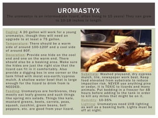 UROMASTYX
The uromastyx is an intermediate lizard, often living to 15 years! They can grow
to 10-18 inches in length.
Caging: A 20 gallon will work for a young
uromastyx, though they will need an
upgrade to at least a 75 gallon.
Temperature: There should be a warm
side of around 100-120F and a cool side
of around 80F.
Decoration: Provide one hide on the cool
end and one on the warm end. There
should also be a basking area. Make sure
the hides are just the right size that the
lizard can fit in it comfortably. Also
provide a digging box in one corner or the
tank filled with moist eco-earth/cypress
mulch. A shallow water bowl that is large
enough for the lizard to drink from is
NEEDED.
Feeding: Uromastyxs are herbivores, they
mostly eat leafy greens and such things
like spring mix salads. Things like kale,
mustard greens, beets, carrots, peas,
squash, zucchini, green beans, bell
peppers, etc. are good from your lizard.
Substrate: Washed playsand, dry cypress
mulch, tile, newspaper work best. Keep
food elevated from substrate to reduce
impaction risk. NEVER use anything pine
or cedar, it is TOXIC to lizards and many
animals. Put bedding in a freezer for 48
hours before adding to the tank in order
to kill any mites that might be on it.
Humidity: 10-35%
Lighting: Uromastyxs need UVB lighting
as well as a basking bulb. Lights must be
off at night.
 