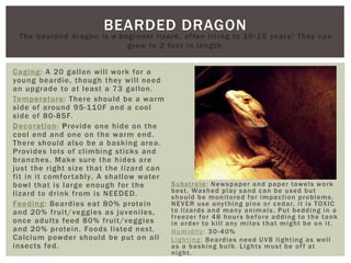 BEARDED DRAGON
Caging: A 20 gallon will work for a
young beardie, though they will need
an upgrade to at least a 75 gallon.
Temperature: There should be a warm
side of around 95-110F and a cool
side of 80-85F.
Decoration: Provide one hide on the
cool end and one on the warm end.
There should also be a basking area.
Provides lots of climbing sticks and
branches. Make sure the hides are
just the right size that the lizard can
fit in it comfortably. A shallow water
bowl that is large enough for the
lizard to drink from is NEEDED.
Feeding: Beardies eat 80% protein
and 20% fruit/veggies as juveniles,
once adults feed 80% fruit/veggies
and 20% protein. Foods listed next.
Calcium powder should be put on all
insects fed.
Substrate: Newspaper and paper towels work
best. Washed play sand can be used but
should be monitored for impaction problems.
NEVER use anything pine or cedar, it is TOXIC
to lizards and many animals. Put bedding in a
freezer for 48 hours before adding to the tank
in order to kill any mites that might be on it.
Humidity: 30-40%
Lighting: Beardies need UVB lighting as well
as a basking bulb. Lights must be off at
night.
The bearded dragon is a beginner lizard, often living to 10-15 years! They can
grow to 2 feet in length.
 
