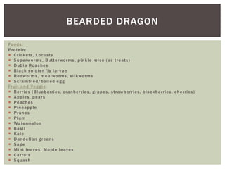 BEARDED DRAGON
Foods:
Protein:
 Crickets, Locusts
 Superworms, Butterworms, pinkie mice (as treats)
 Dubia Roaches
 Black soldier fly larvae
 Redworms, mealworms, silkworms
 Scrambled/boiled egg
Fruit and Veggie:
 Berries (Blueberries, cranberries, grapes, strawberries, blackberries, cherries)
 Apples, pears
 Peaches
 Pineapple
 Prunes
 Plum
 Watermelon
 Basil
 Kale
 Dandelion greens
 Sage
 Mint leaves, Maple leaves
 Carrots
 Squash
 