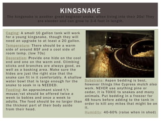 KINGSNAKE
Caging: A small 10 gallon tank will work
for a young kingsnake, though they will
need an upgrade to at least a 20 gallon.
Temperature: There should be a warm
side of around 85F and a cool side of
room temp. (low 70s)
Decoration: Provide one hide on the cool
end and one on the warm end. Climbing
sticks and branches are always good, as
well as a basking area. Make sure the
hides are just the right size that the
snake can fit in it comfortably. A shallow
water bowl that is large enough for the
snake to soak in is NEEDED.
Feeding: An approximant sized f/t
mouse/rat should be offered twice a
week to babies and once a week to
adults. The food should be no larger than
the thickest part of their body aside
from their head.
Substrate: Aspen bedding is best,
however things like Cypress mulch also
work. NEVER use anything pine or
cedar, it is TOXIC to snakes and many
animals. Put bedding in a freezer for
48 hours before adding to the tank in
order to kill any mites that might be on
it.
Humidity: 40-60% (raise when in shed)
The kingsnake is another great beginner snake, often living into their 20s! They
are slender and can grow to 3-4 foot in length.
 