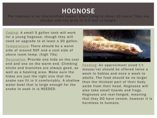 HOGNOSE
The hognose is an intermediate snake, often living to about 15 years! They are
slender and can grow to 2-3 foot in length.
Caging: A small 5 gallon tank will work
for a young hognose, though they will
need an upgrade to at least a 20 gallon.
Temperature: There should be a warm
side of around 90F and a cool side of
above room temp. (high 70s)
Decoration: Provide one hide on the cool
end and one on the warm end. Climbing
sticks and branches are always good, as
well as a basking area. Make sure the
hides are just the right size that the
snake can fit in it comfortably. A shallow
water bowl that is large enough for the
snake to soak in is NEEDED.
Feeding: An approximant sized f/t
mouse/rat should be offered twice a
week to babies and once a week to
adults. The food should be no larger
than the thickest part of their body
aside from their head. Hognoses will
also take small lizards and frogs.
Hognoses are rear-fanged, meaning
that they DO have venom, however it is
harmless to humans.
 