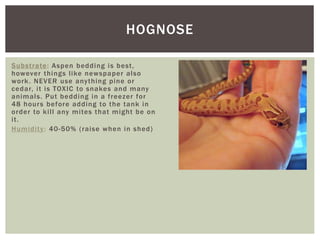 HOGNOSE
Substrate: Aspen bedding is best,
however things like newspaper also
work. NEVER use anything pine or
cedar, it is TOXIC to snakes and many
animals. Put bedding in a freezer for
48 hours before adding to the tank in
order to kill any mites that might be on
it.
Humidity: 40-50% (raise when in shed)
 