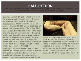 BALL PYTHON
Caging: A small 10 gallon tank will work
for a young ball, though they will need
an upgrade to at least a 30 gallon.
Temperature: There should be a warm
side of around 90-95F and a cool side of
above room temp. (high 70s to low 80s)
Decoration: Provide one hide on the cool
end and one on the warm end. Climbing
sticks and branches are always good, as
well as a basking area. Make sure the
hides are just the right size that the
snake can fit in it comfortably. A shallow
water bowl that is large enough for the
snake to soak in is NEEDED.
Feeding: An approximant sized f/t rat
should be offered twice a week to babies
and once a week to adults. The food
should be no larger than the thickest
part of their body aside from their head.
Substrate: Cypress mulch and forest
floor tend to be the best bedding.
NEVER use anything pine or cedar, it is
TOXIC to snakes and many animals. Put
bedding in a freezer for 48 hours
before adding to the tank in order to
kill any mites that might be on it.
Humidity: 50-60% (raise when in shed)
The ball python is a beginner/intermediate snake, often living to 30 years! They
are thick bodied and can grow to 3-5 foot in length.
 