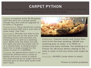 CARPET PYTHON
Caging: A medium sized 20-30 gallon
tank will work for a young carpet,
though they will need an upgrade to
at least a 75 gallon.
Temperature: There should be a warm
side of around 90F and a cool side of
room temp. (low 70s)
Decoration: Provide one hide on the
cool end and one on the warm end.
Climbing sticks and branches are
always good, as well as a basking
area. Make sure the hides are just
the right size that the snake can fit
in it comfortably. A shallow water
bowl that is large enough for the
snake to soak in is NEEDED.
Feeding: An approximant sized f/t rat
should be offered twice a week to
babies and once a week to adults.
The food should be no larger than the
thickest part of their body aside from
their head.
Substrate: Cypress mulch and forest floor
tend to be the best bedding. NEVER use
anything pine or cedar, it is TOXIC to
snakes and many animals. Put bedding in a
freezer for 48 hours before adding to the
tank in order to kill any mites that might be
on it.
Humidity: 60-80% (raise when in shed)
*Prone to health problems
The carpet python is an intermediate snake, often living to 20 years! They are
slender and can grow to 5-9 foot in length.
 