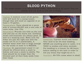 BLOOD PYTHON
Caging: A medium sized 10-20 gallon
tank will work for a young blood, though
they will need an upgrade to at least a
75 gallon.
Temperature: There should be a warm
side of around 85-90F and a cool side of
room temp. (low 70s)
Decoration: Provide one hide on the cool
end and one on the warm end. Climbing
sticks and branches are always good, as
well as a basking area. Make sure the
hides are just the right size that the
snake can fit in it comfortably. A
shallow water bowl that is large enough
for the snake to soak in is NEEDED.
Feeding: An approximant sized f/t rat
should be offered twice a week to
babies and once a week to adults. The
food should be no larger than the
thickest part of their body aside from
their head.
Substrate: Cypress mulch and forest
floor tend to be the best bedding.
NEVER use anything pine or cedar, it is
TOXIC to snakes and many animals.
Put bedding in a freezer for 48 hours
before adding to the tank in order to
kill any mites that might be on it.
Humidity: 60-70% (raise when in shed)
The carpet python is an intermediate snake, often living to 25 years! They are
slender and can grow to 5-8 foot in length.
 