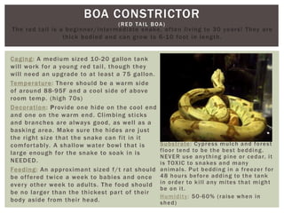 BOA CONSTRICTOR
(RED TAIL BOA)
The red tail is a beginner/intermediate snake, often living to 30 years! They are
thick bodied and can grow to 6-10 foot in length.
Caging: A medium sized 10-20 gallon tank
will work for a young red tail, though they
will need an upgrade to at least a 75 gallon.
Temperature: There should be a warm side
of around 88-95F and a cool side of above
room temp. (high 70s)
Decoration: Provide one hide on the cool end
and one on the warm end. Climbing sticks
and branches are always good, as well as a
basking area. Make sure the hides are just
the right size that the snake can fit in it
comfortably. A shallow water bowl that is
large enough for the snake to soak in is
NEEDED.
Feeding: An approximant sized f/t rat should
be offered twice a week to babies and once
every other week to adults. The food should
be no larger than the thickest part of their
body aside from their head.
Substrate: Cypress mulch and forest
floor tend to be the best bedding.
NEVER use anything pine or cedar, it
is TOXIC to snakes and many
animals. Put bedding in a freezer for
48 hours before adding to the tank
in order to kill any mites that might
be on it.
Humidity: 50-60% (raise when in
shed)
 