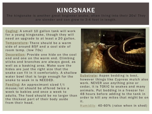 Reptile Care Sheet