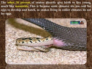 Picture Idea: A Snake Charmer S Story Environmental Studies Cbse V