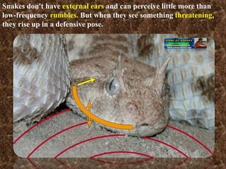 Something Rumbles A SNAKE CHARMER’S STORY - ENVIRONMENTAL STUDIES CBSE-V | PPTX
