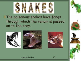 The poisonous snakes have fangs
through which the venom is passed
on to the prey.




        prabhadiwakar     10
 