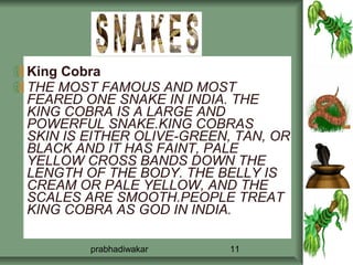 King Cobra
THE MOST FAMOUS AND MOST
FEARED ONE SNAKE IN INDIA. THE
KING COBRA IS A LARGE AND
POWERFUL SNAKE.KING COBRAS
SKIN IS EITHER OLIVE-GREEN, TAN, OR
BLACK AND IT HAS FAINT, PALE
YELLOW CROSS BANDS DOWN THE
LENGTH OF THE BODY. THE BELLY IS
CREAM OR PALE YELLOW, AND THE
SCALES ARE SMOOTH.PEOPLE TREAT
KING COBRA AS GOD IN INDIA.

        prabhadiwakar      11
 