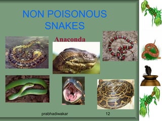 NON POISONOUS
   SNAKES
        Anaconda




  prabhadiwakar    12
 