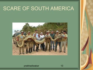SCARE OF SOUTH AMERICA




      prabhadiwakar   13
 
