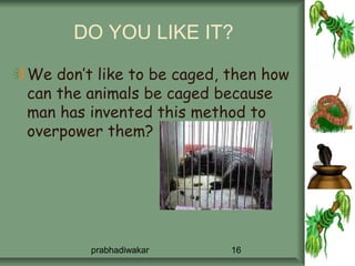 DO YOU LIKE IT?

We don’t like to be caged, then how
can the animals be caged because
man has invented this method to
overpower them?




        prabhadiwakar      16
 
