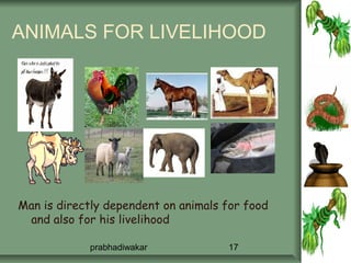 ANIMALS FOR LIVELIHOOD




Man is directly dependent on animals for food
 and also for his livelihood

            prabhadiwakar            17
 