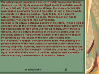 The cobra is most popular as a source of public amusement. Snake-
charmers use this highly venomous elapid specie to entertain people
in a very odd way. Everything is so strange: the snake-charmer sits
cross-legged playing his flute and the snake in front of him sways to
the sounds in a standing position, ready to bite. But it doesn’t!
Actually, standing is natural to a cobra. Most species can rise to
approximately one third of their body lengths.
standing is the natural defensive posture of the cobra. This is a kind of
warning signal to the enemies. The scientist explains that a cobra that
has been in a basket for a while will rear up its body when the lid is
removed. This is a natural response of the startled snake. Also, the
cobra may spread a hood, another element of the defensive posture,
by spreading its ribs located in the neck under elastic skin.
In a “charming” situation, the cobra seems to be hypnotized by the
pleasant sounds of the flute. Scientists say that cobras cannot hear
the way people do. However, they are very sensitive to vibrations and,
perhaps, are able to feel the music. Indeed, the cobra responds to the
sight rather than to the sound of the flute. What the snake actually
does is matching the movements of the snake charmer.




                     prabhadiwakar                     23
 