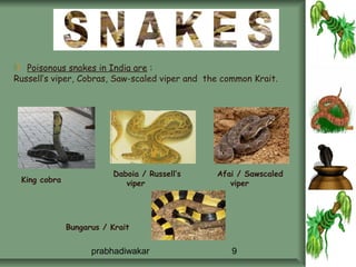 Poisonous snakes in India are :
Russell’s viper, Cobras, Saw-scaled viper and the common Krait.




                         Daboia / Russell’s     Afai / Sawscaled
 King cobra                 viper                  viper




              Bungarus / Krait


                    prabhadiwakar                   9
 