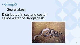 10
• Group-5
Sea snakes:
Distributed in sea and costal
saline water of Bangladesh.
 