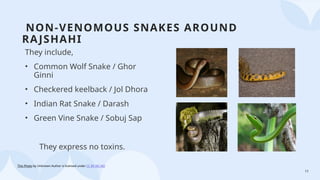 11
NON-VENOMOUS SNAKES AROUND
RAJSHAHI
They include,
• Common Wolf Snake / Ghor
Ginni
• Checkered keelback / Jol Dhora
• Indian Rat Snake / Darash
• Green Vine Snake / Sobuj Sap
They express no toxins.
This Photo by Unknown Author is licensed under CC BY-NC-ND
 