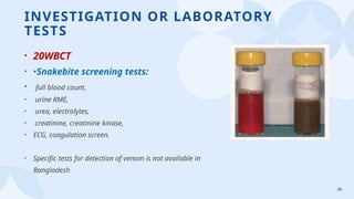 29
INVESTIGATION OR LABORATORY
TESTS
• 20WBCT
• •Snakebite screening tests:
• full blood count,
• urine RME,
• urea, electrolytes,
• creatinine, creatinine kinase,
• ECG, coagulation screen.
• Specific tests for detection of venom is not available in
Bangladesh
 