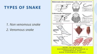 4
TYPES OF SNAKE
1. Non venomous snake
2. Venomous snake
 