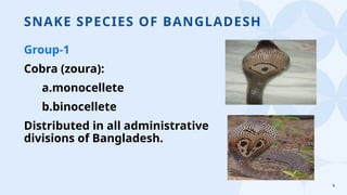 6
SNAKE SPECIES OF BANGLADESH
Group-1
Cobra (zoura):
a.monocellete
b.binocellete
Distributed in all administrative
divisions of Bangladesh.
 