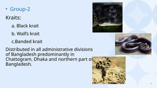 7
• Group-2
Kraits:
a. Black krait
b. Wall’s krait
c.Banded krait
Distributed in all administrative divisions
of Bangladesh predominantly in
Chattogram, Dhaka and northern part of
Bangladesh.
 