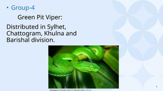 9
• Group-4
Green Pit Viper:
Distributed in Sylhet,
Chattogram, Khulna and
Barishal division.
This Photo by Unknown Author is licensed under CC BY-SA
 