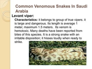 Common Venomous Snakes In Saudi
Arabia
Levant viper:
Characteristics: it belongs to group of true vipers. it
is large and dangerous. Its length is average 1
meter, maximum 1.5 meters. Its venom is
hemotoxic. Many deaths have been reported from
bites of this species. It is a strong snake with an
irritable disposition; it hisses loudly when ready to
strike.
 