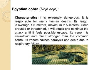 Egyptian cobra (Naja haje):
Characteristics: It is extremely dangerous. It is
responsible for many human deaths. Its length
is average 1.5 meters, maximum 2.5 meters. Once
aroused or threatened, it will attack and continue the
attack until it feels possible escape. Its venom is
neurotoxic and much stronger than the common
cobra. Its venom causes paralysis and death due to
respiratory failure.
 